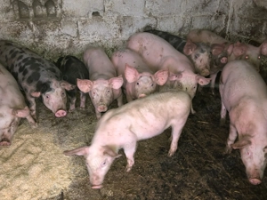 purcei de vanzare - imagine 4