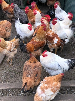 Cocosi de vanzare - imagine 2