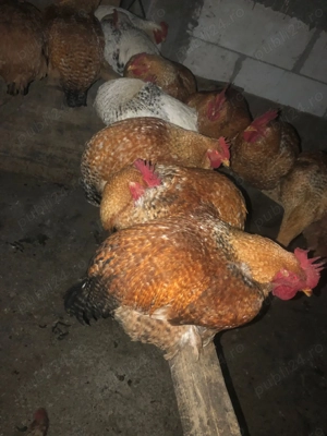 Cocosi de vanzare - imagine 3