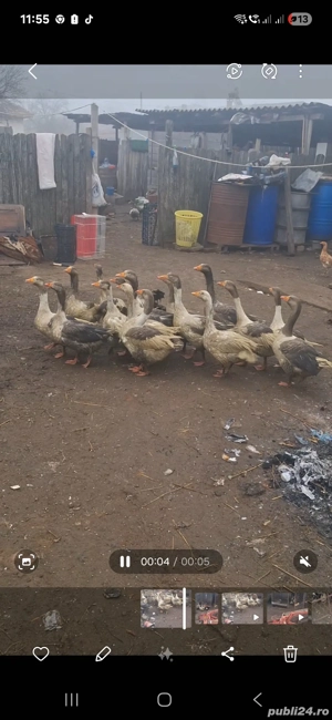 gaste 12 bucăți 120 de lei