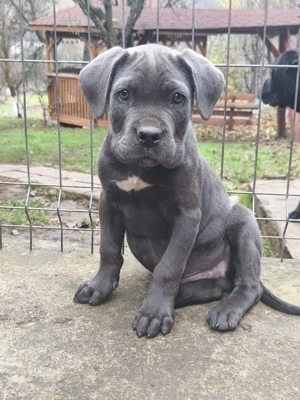 Vând Puii Cane Corso