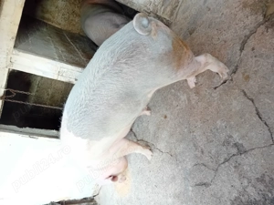Vând porc gras 250 kg  13 lei kg
