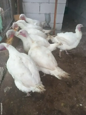 Vand curcani 30 lei kg in viu