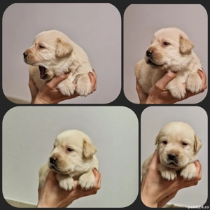 Labrador Retriever - imagine 2