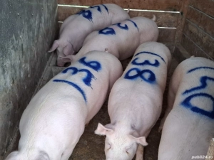 vând porci de calitate  137,138,140,148,149 kg - imagine 2