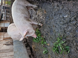 Vând porc de Craciun  