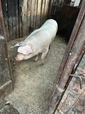 Porci de Craciun, crescuti BIO - imagine 2