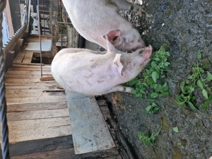 Vând porc de Craciun   - imagine 2