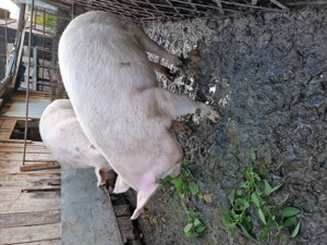 Vând porc de Craciun   - imagine 3