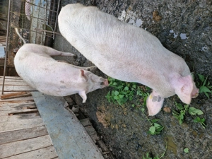 Vând porc de Craciun   - imagine 5