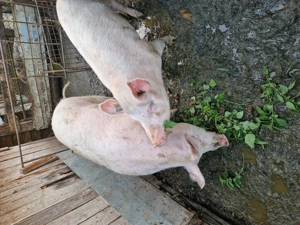 Vând porc de Craciun   - imagine 4