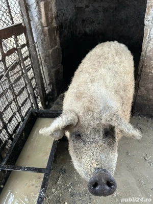 Porc mangaliță - imagine 2