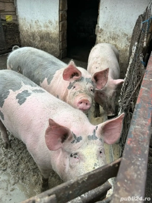 Porci de vanzare