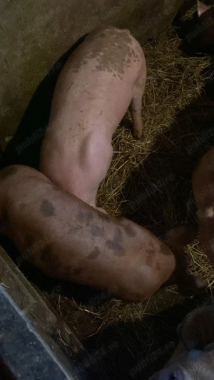 Vând purcei de 4 luni, pietrain, preț 600