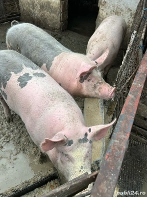 Porci de vanzare - imagine 2