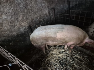 Vand porc  - imagine 2