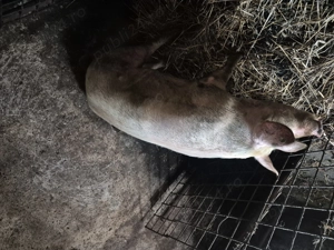 Vand porc  - imagine 4