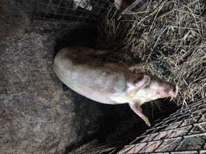 Vand porc  - imagine 5