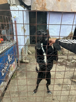 Vând câine Cane Corso - imagine 3