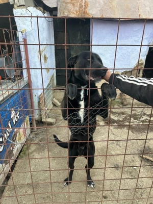 Vând câine Cane Corso