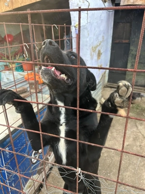 Vând câine Cane Corso - imagine 2