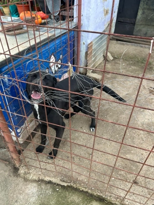 Vând câine Cane Corso - imagine 4