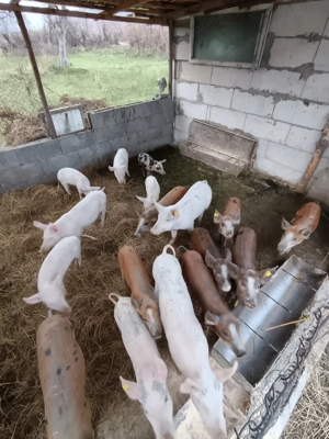 Purceii preț 350-500 - imagine 2