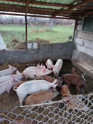 Purceii preț 350-500 - imagine 3