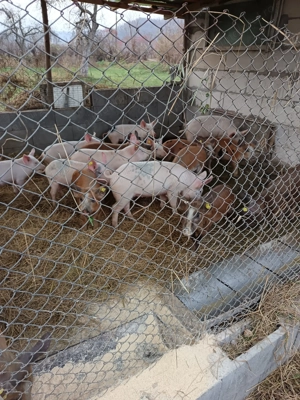 Purceii preț 350-500 - imagine 4