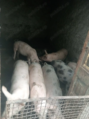 Porci de carne 50 120 kg   9 bucăți, crescuți în gospodărie