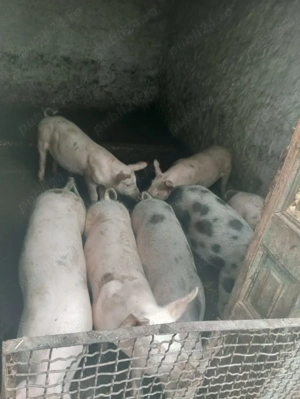 Porci de carne 50 120 kg   9 bucăți, crescuți în gospodărie - imagine 2