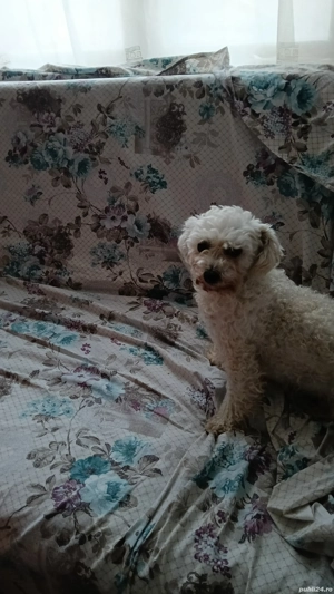 vând bichon - imagine 2