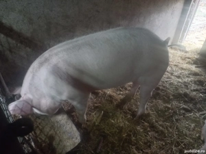 porc de vânzare  - imagine 2