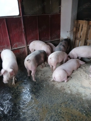 Porci 80-300 kg 