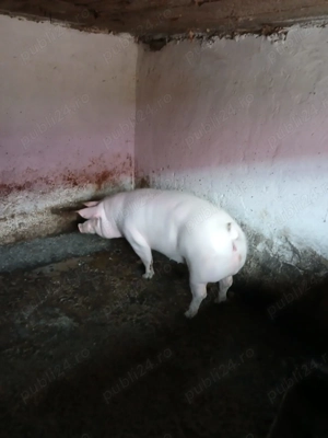 Porci 80-300 kg  - imagine 2