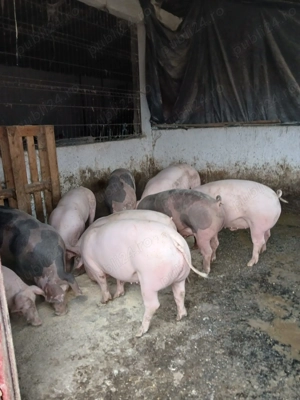Porci 80-300 kg  - imagine 6