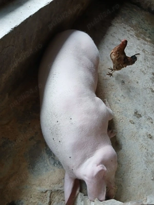 Porci 80-300 kg  - imagine 3