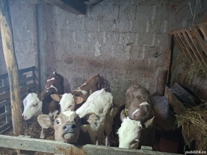 vand vitei de 2luni jumate  - imagine 3