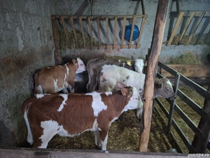 vand vitei de 2luni jumate  - imagine 2