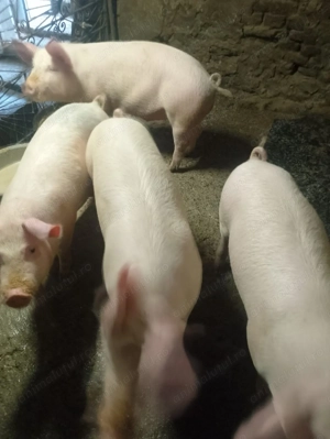 Porci de vânzare  - imagine 2