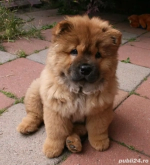 Chow Chow femela, 8 săptămâni   carnet de sănătate, vaccin