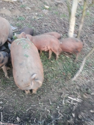 vand scroafa , purcei,burlinci dau si pe bucate,nutret,utilaje agricole sau oi. - imagine 4