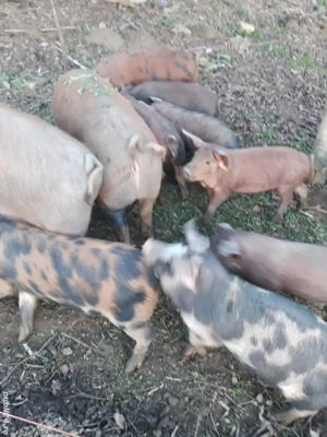 vand scroafa , purcei,burlinci dau si pe bucate sau oi.