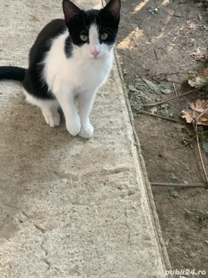 donatie pisicute - imagine 2