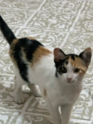 donatie pisicute - imagine 3