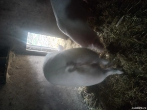 porc de vânzare  - imagine 3