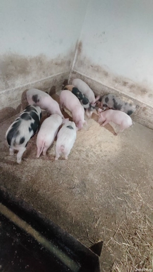 Pureci albi - imagine 2