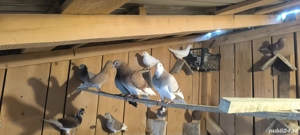 Porumbei voiajori  - imagine 3