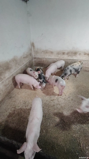 Pureci albi - imagine 3