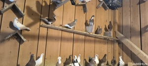 Porumbei voiajori  - imagine 2